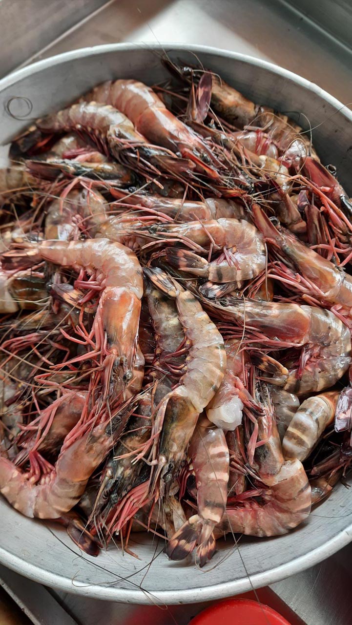 Tiger Prawns