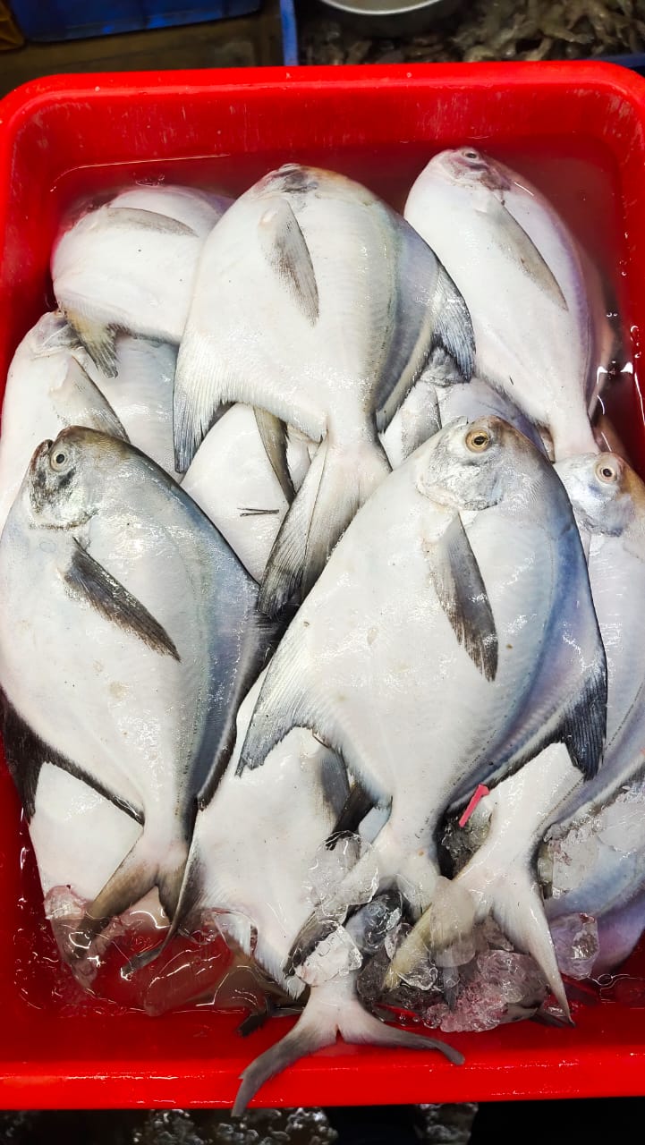 Silver Pomfret, White Pomfret